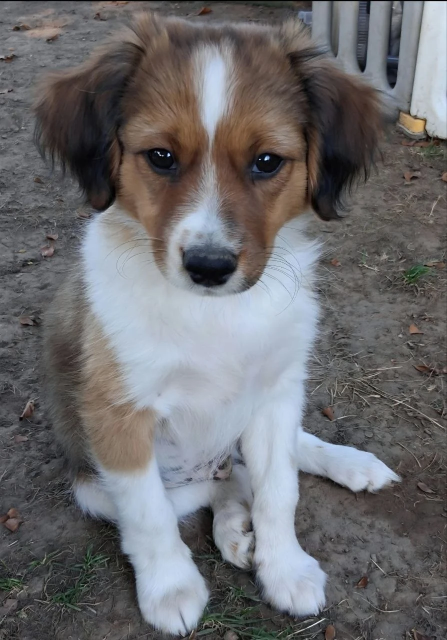 Nuri, ein junger Hund mit braun-weißem Fell, sitzt auf dem Boden und schaut in die Kamera.